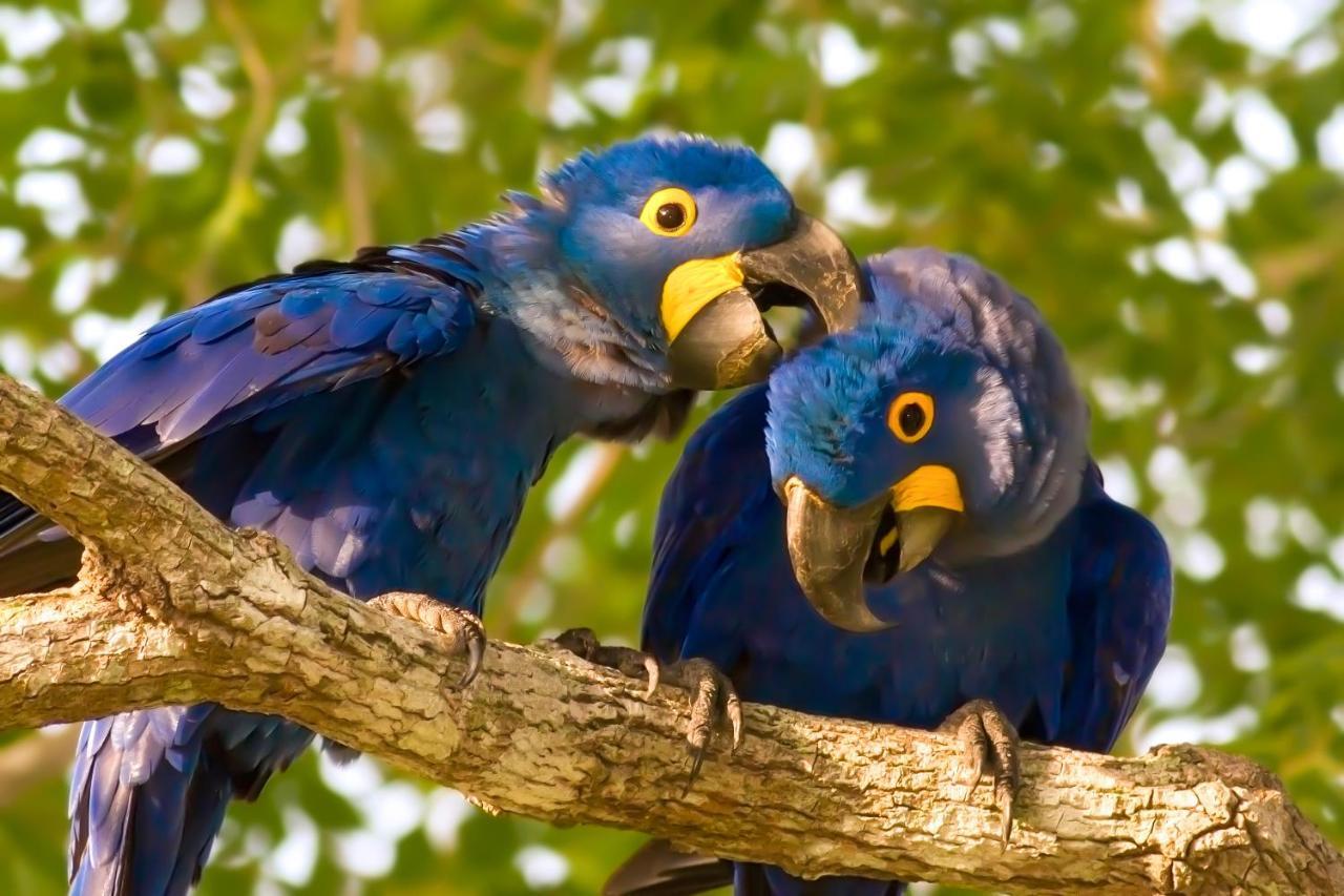 Southwild Pantanal Lodge Pixaim Kültér fotó