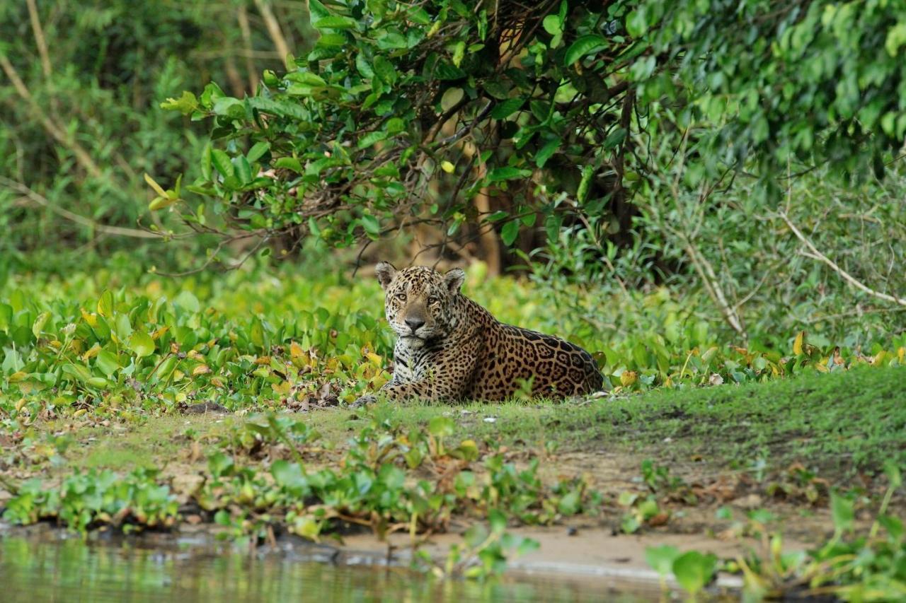 Southwild Pantanal Lodge Pixaim Kültér fotó